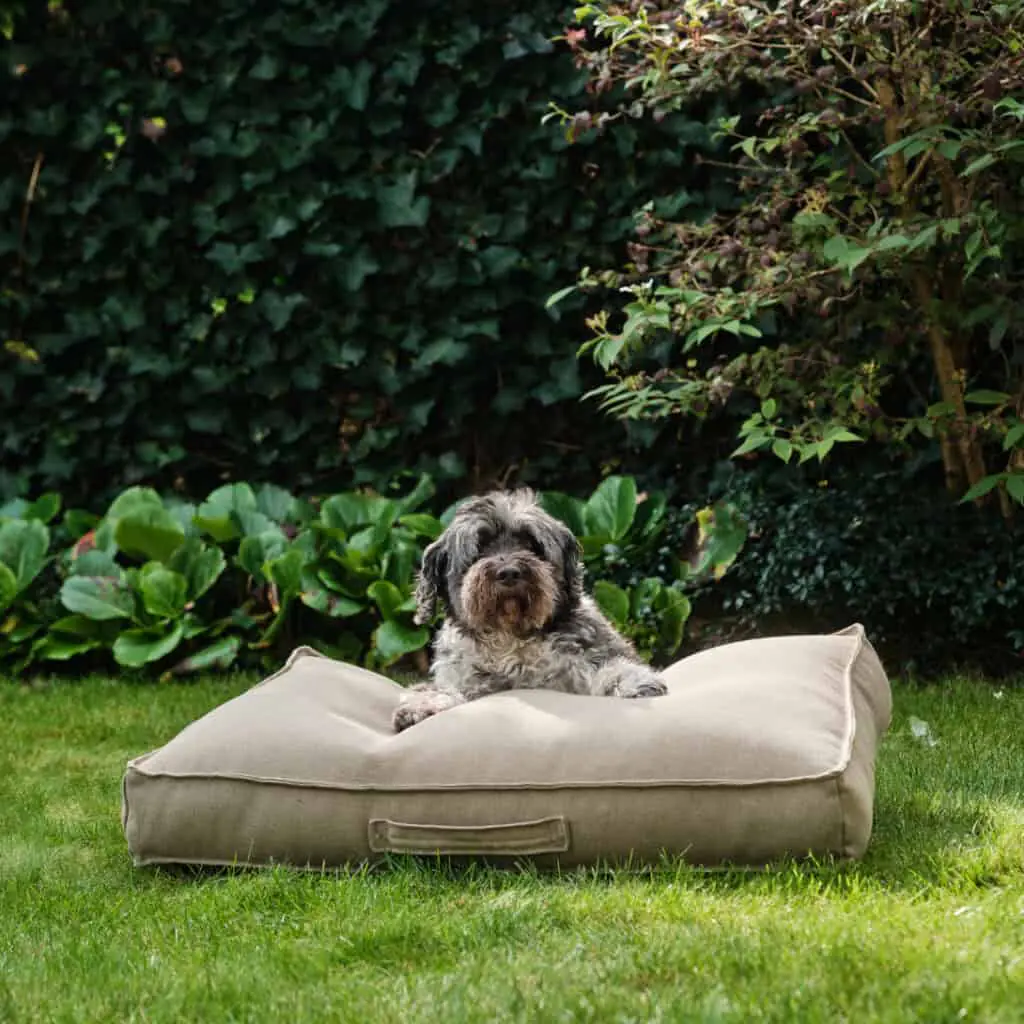Hondenkussens